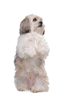 Boomer dog in front of a white background