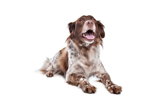 stabyhoun(Frisian Pointer) in front of a white background