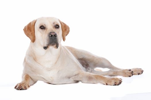 Labrador Retriever in front of a white background