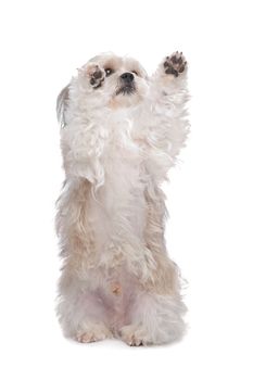 Boomer dog in front of a white background