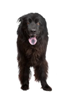 Newfoundland dog in front of a white background