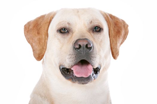 Labrador Retriever in front of a white background