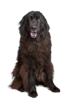 Newfoundland dog in front of a white background