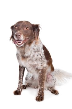 stabyhoun(Frisian Pointer) in front of a white background