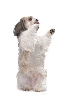 Boomer dog in front of a white background