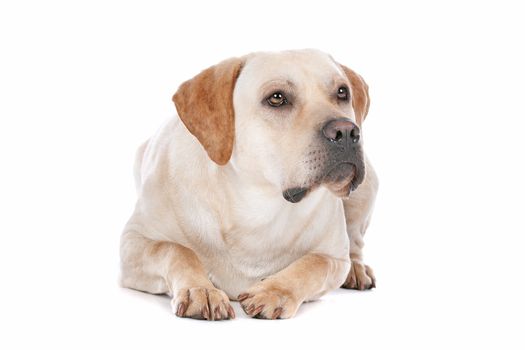 Labrador Retriever in front of a white background