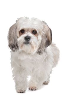 Boomer dog in front of a white background