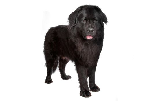 Newfoundland dog in front of a white background