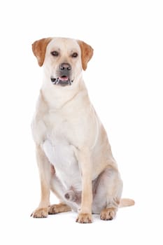 Labrador Retriever in front of a white background