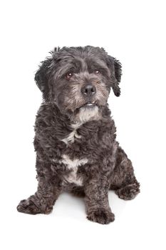 Boomer dog in front of a white background