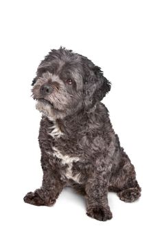 Boomer dog in front of a white background