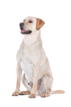 Labrador Retriever in front of a white background