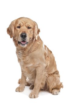 Golden Retriever sitting in front of a white background