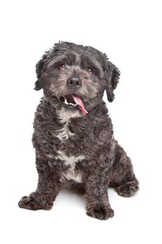 Boomer dog in front of a white background