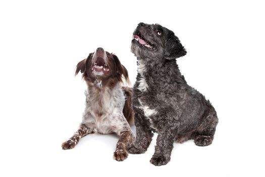 boomer and staby dog in front of a white background
