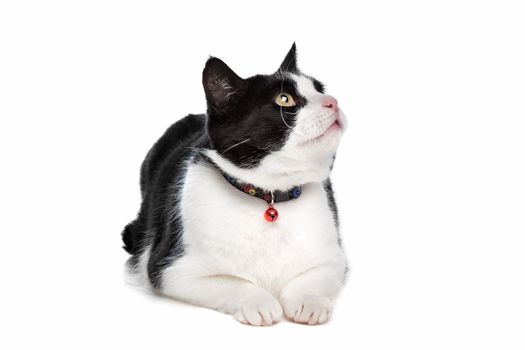 Black and white cat in front of a white background