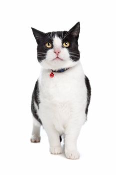 Black and white cat in front of a white background