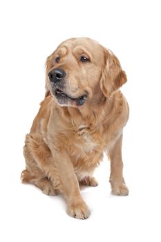 Golden Retriever sitting in front of a white background