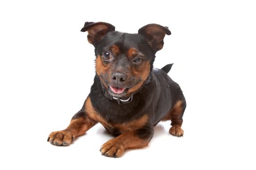 blind mixed breed dog in front of a white background