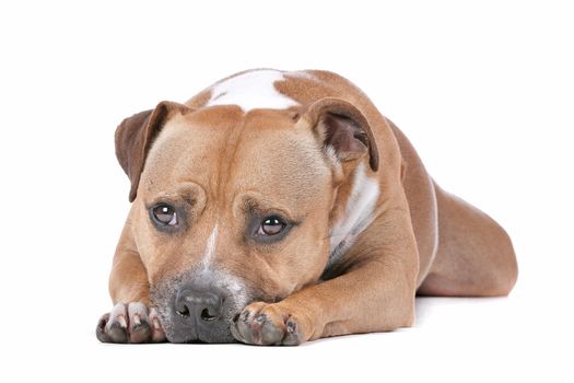 staffordshire bull terrier in front of a white background