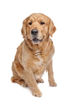 Golden Retriever sitting in front of a white background