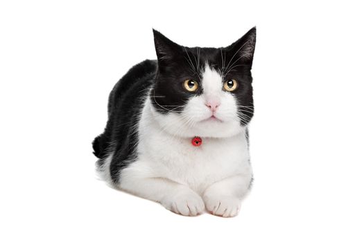 Black and white cat in front of a white background