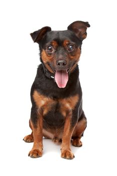 blind mixed breed dog in front of a white background