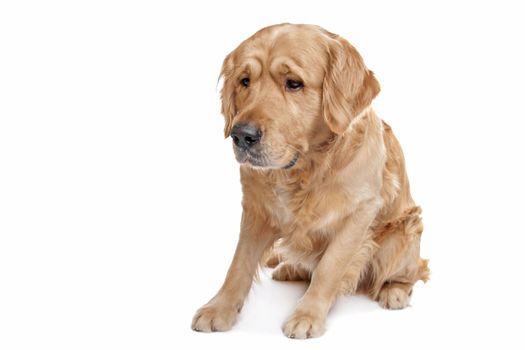 Golden Retriever sitting in front of a white background