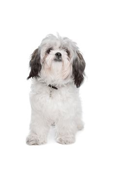 Boomer dog in front of a white background