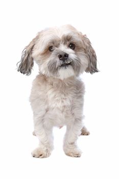 shih tzu dog in front of a white background