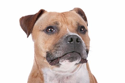 staffordshire bull terrier in front of a white background