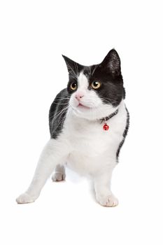 Black and white cat in front of a white background