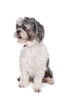 Boomer dog in front of a white background