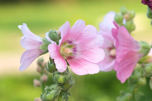 Pink hollyhock (Althaea rosea) blossoms on a summer day