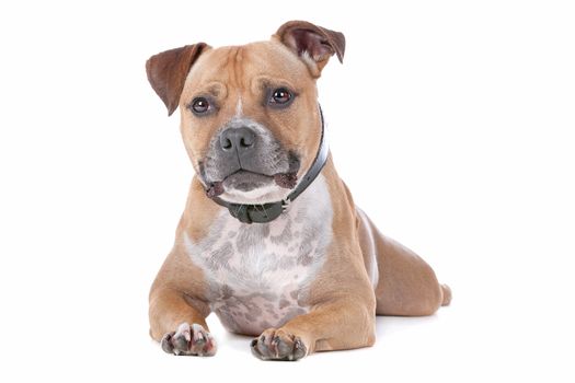 staffordshire bull terrier in front of a white background