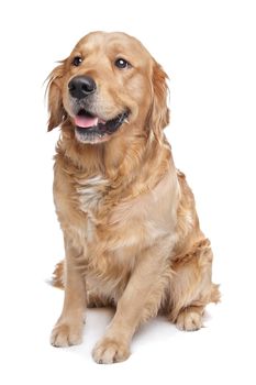 Golden Retriever sitting in front of a white background