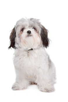 Boomer dog in front of a white background