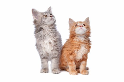 Maine Coon kittens in front of a white background