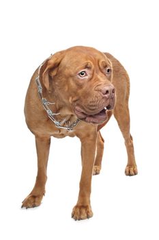 Dogue de Bordeaux in front of a white background