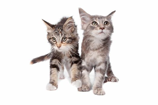 Maine Coon kittens in front of a white background