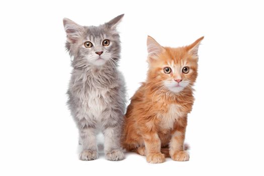 Maine Coon kittens in front of a white background