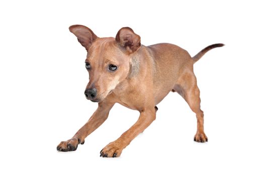 Miniature Pinscher in front of a white background