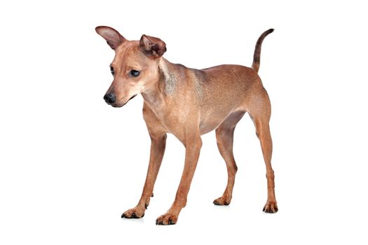 Miniature Pinscher in front of a white background