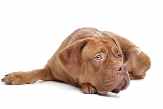 Dogue de Bordeaux in front of a white background