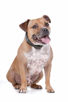 staffordshire bull terrier in front of a white background