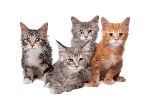 Maine Coon kittens in front of a white background