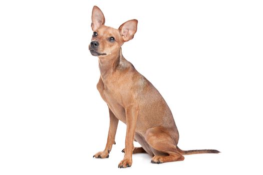 Miniature Pinscher in front of a white background