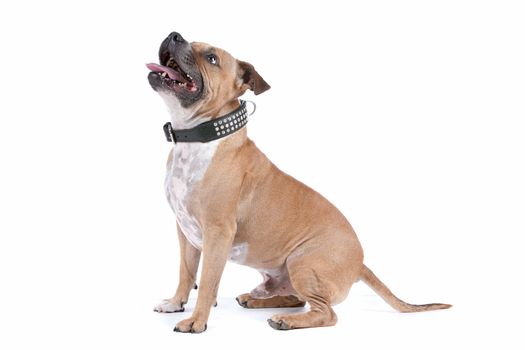 staffordshire bull terrier in front of a white background