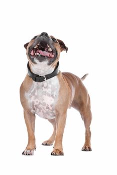 staffordshire bull terrier in front of a white background