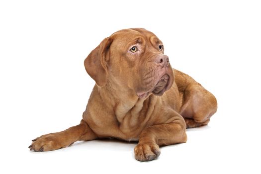 Dogue de Bordeaux in front of a white background